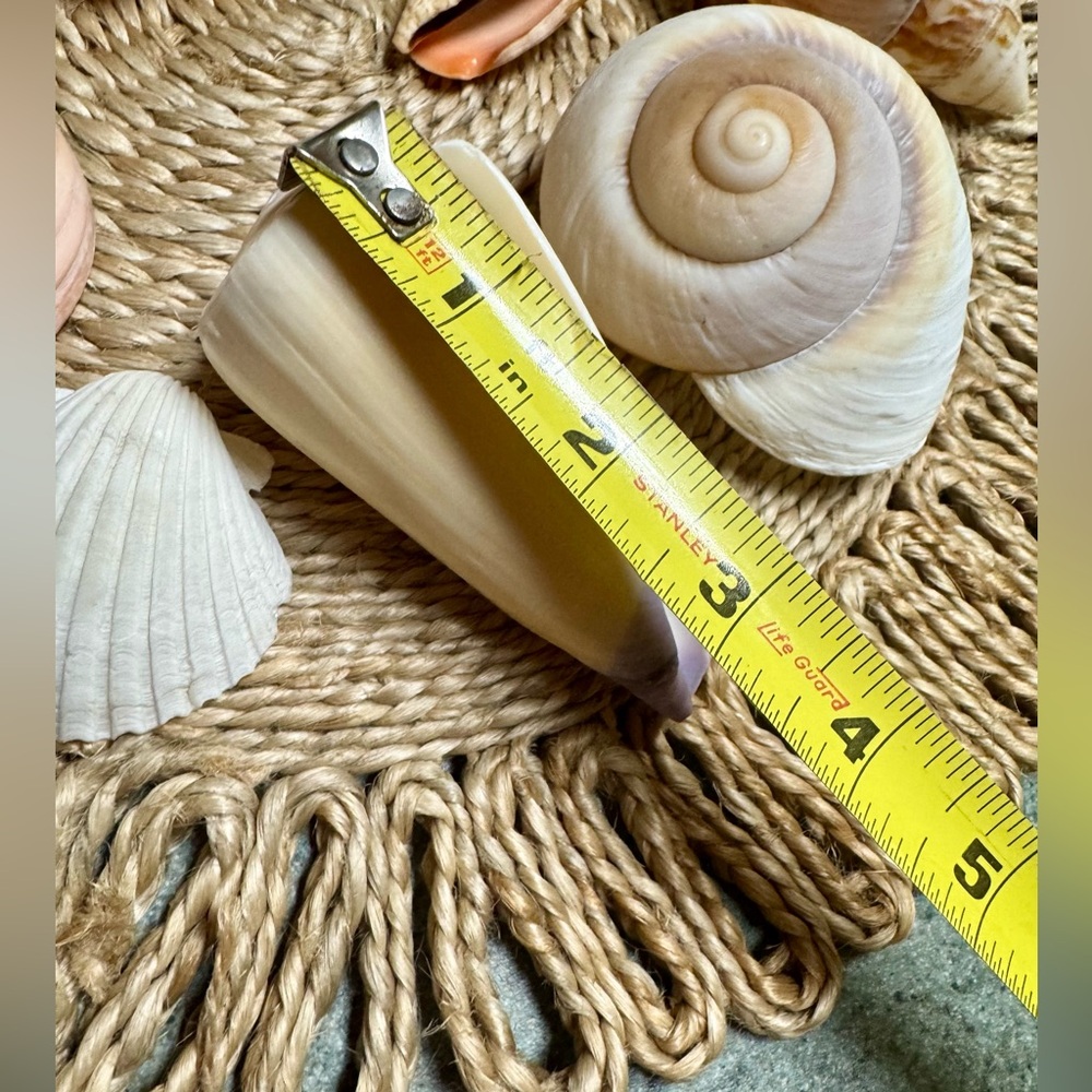 Assorted Authentic Seashell Collection - Picture 5 of 6